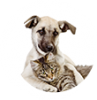 Animali da Compagnia